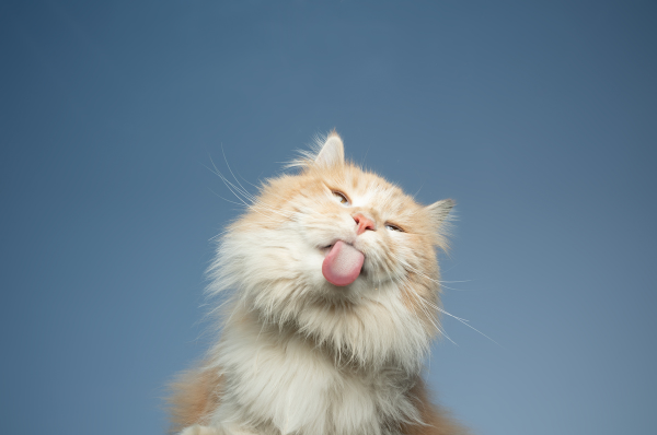 Cuántos gatos han sido tratados por PIF en España