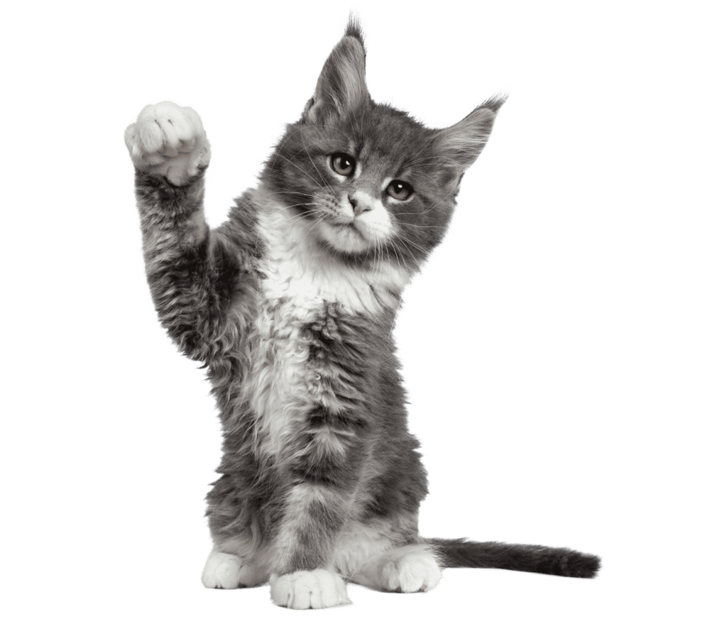 ¿Tu gato tiene PIF y necesitas ayuda?