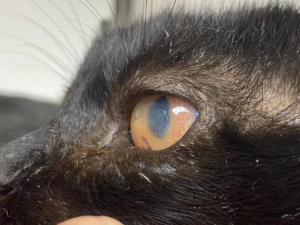 PIF Ocular