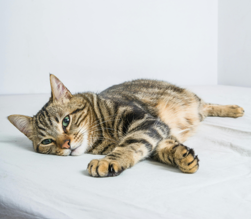 ¿Tu gato tiene PIF?